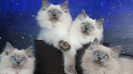 Mountain Hollow Ragdolls Registered Cats and Kittens