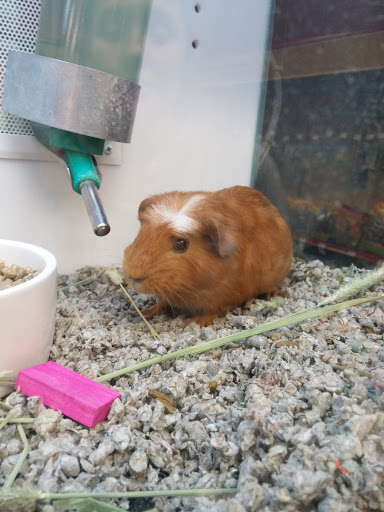 Pet Supply Store «Petco Animal Supplies», reviews and photos, 1341 W Covell Blvd b, Davis, CA 95616, USA