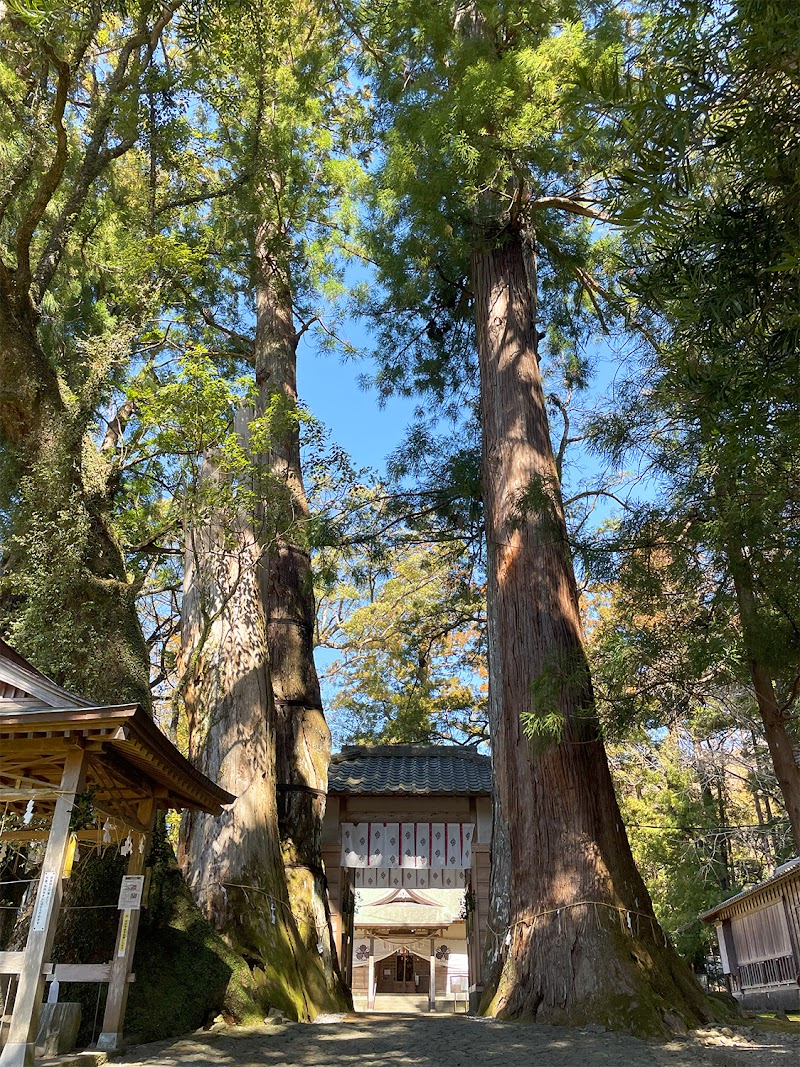 蛭子神社の大スギ