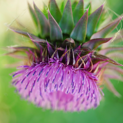 State Park «Lyndon B. Johnson State Park & Historic Site», reviews and photos, 199 Park Road 52, Stonewall, TX 78671, USA