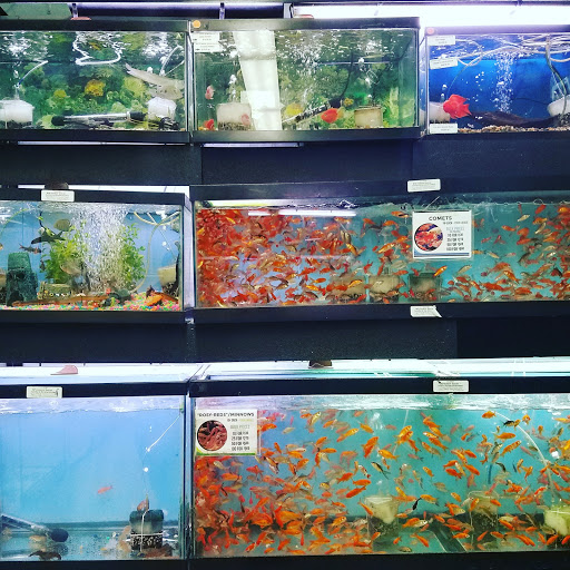 Pet Store «Petland Discounts - Pitkin Avenue», reviews and photos, 1689 Pitkin Ave, Brooklyn, NY 11212, USA