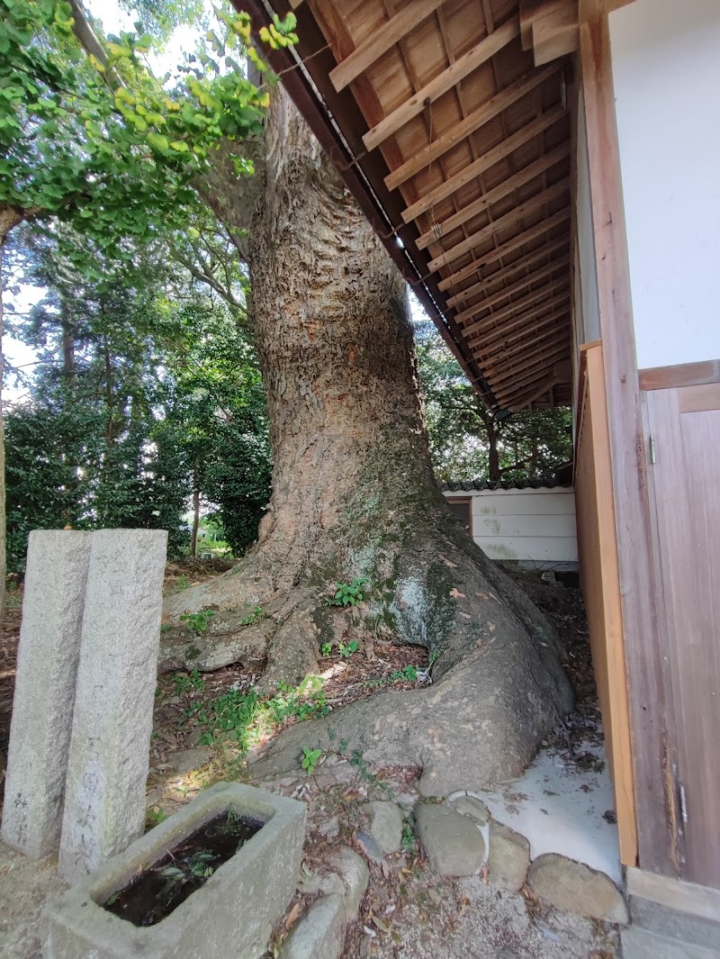 八幡神社の大ケヤキ