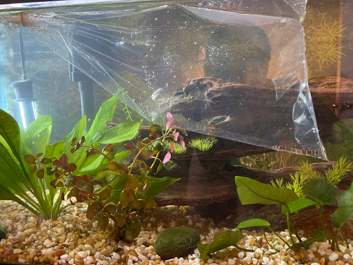Tropical Fish Store «Aquatic Wildlife Co», reviews and photos, 70 Buckland Rd, South Windsor, CT 06074, USA