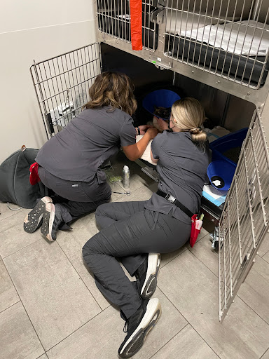 Veterinary Emergency Group image