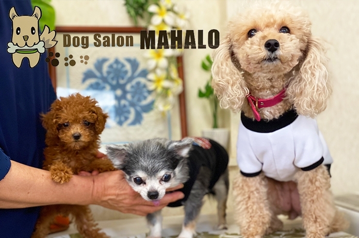 Dog Salon MAHALO
