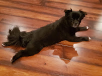 House and Pet Sitting by Elizabeth - Photo 5 - Car repair in , Orlando