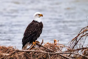 Nooksack River Bald Eagle Viewing image