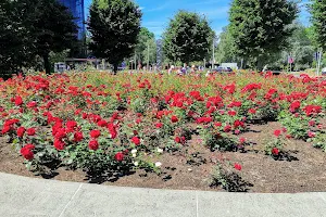 Rose Square image