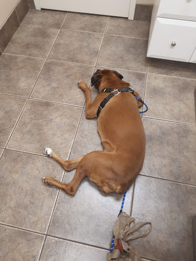 Heartland Animal Hospital and Veterinary Services - Listowel image