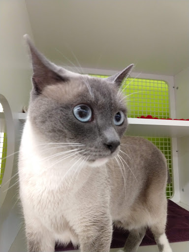 Pet Supply Store «Petco Animal Supplies», reviews and photos, 27111 167th Pl SE #113, Covington, WA 98042, USA