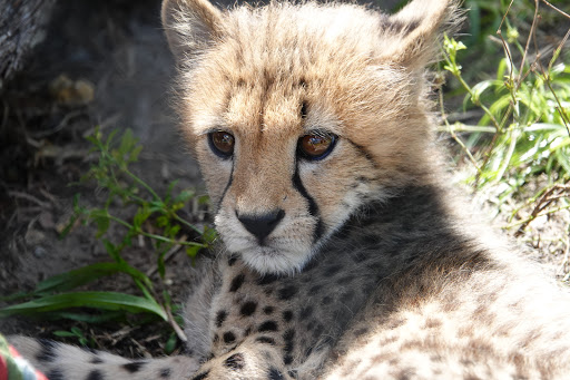 Tourist Attraction «Panther Ridge Conservation Center», reviews and photos, 14755 Palm Beach Point Blvd, Wellington, FL 33414, USA