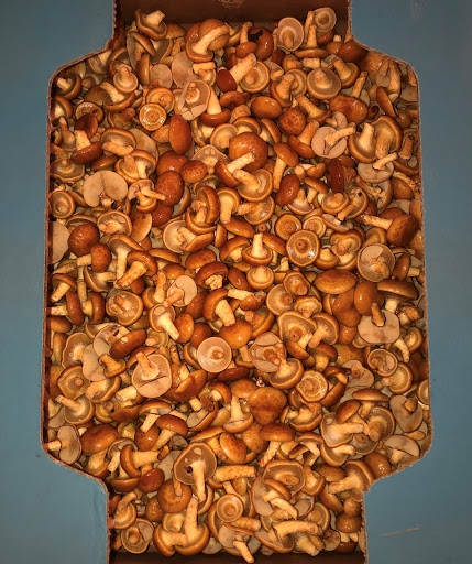 Produce Market «The Woodlands at Phillips», reviews and photos, 1020 Kaolin Rd, Kennett Square, PA 19348, USA