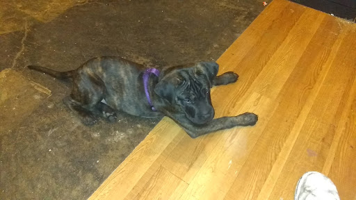 Pet Supply Store «Pet Valu», reviews and photos, 7750 Brandt Pike, Huber Heights, OH 45424, USA