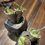 Photo n°1 de l'avis de BLS.T fait le 15/05/2024 à 23:55 sur le  Yapa à Milan