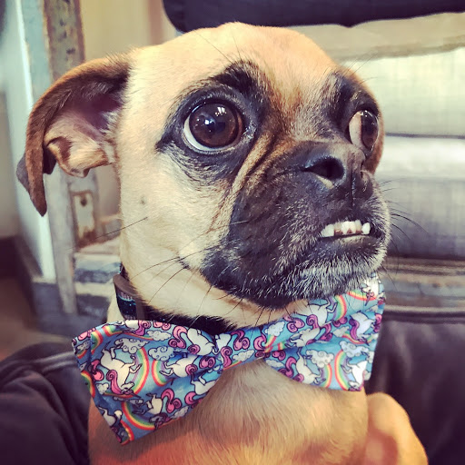 Pet Supply Store «Dog Dish», reviews and photos, 1778 Utica Square, Tulsa, OK 74114, USA