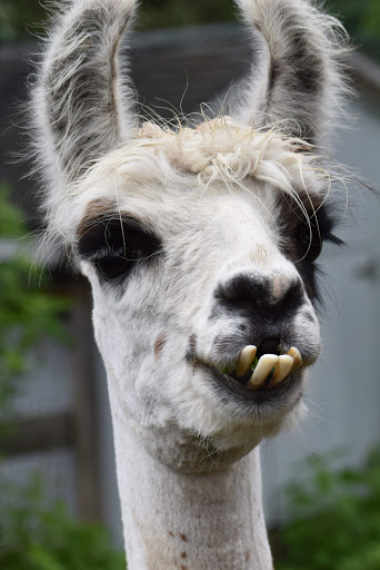 Animal Rescue Service «Ray of Light Farm Inc», reviews and photos, 232 Town St, East Haddam, CT 06423, USA