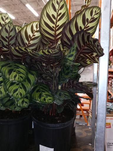 Home Improvement Store «The Home Depot», reviews and photos, 20808 S Cicero Ave, Matteson, IL 60443, USA