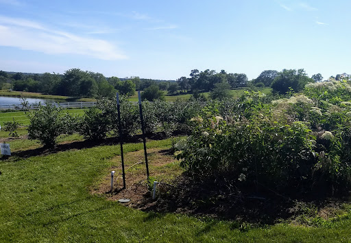 Duncan's Berry Farm