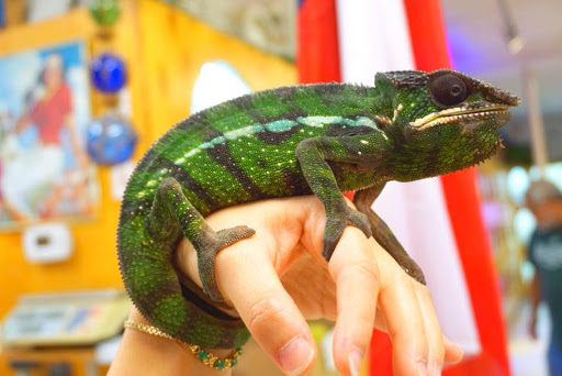 Pet Store «Forever Pets Inc», reviews and photos, 1030 Basse Rd, San Antonio, TX 78212, USA