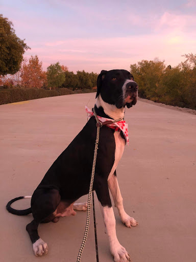 Insurance Agency «Pets Best Insurance», reviews and photos