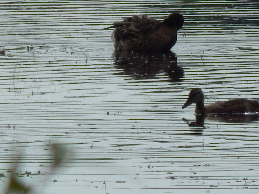 Nature Preserve «Madrona Marsh», reviews and photos, 3201 Plaza del Amo, Torrance, CA 90503, USA