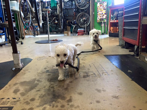 Bicycle Repair Shop «Ordinary Bike Shop», reviews and photos, 311 E 7th St, Tucson, AZ 85705, USA