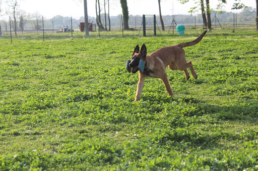 Pet’s Play! Dog Training ASD