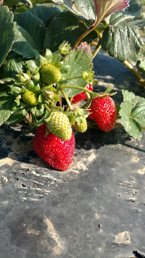Produce Market «Berry Patch Farms», reviews and photos, 13785 Potomac St, Brighton, CO 80601, USA