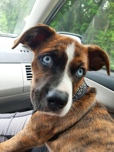 Pet Supply Store «Petsense Searcy», reviews and photos, 3450 E Race Ave, Searcy, AR 72143, USA