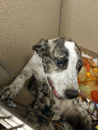 Pet Supply Store «Pet Supplies Plus», reviews and photos, 180 N Randall Rd, North Aurora, IL 60542, USA