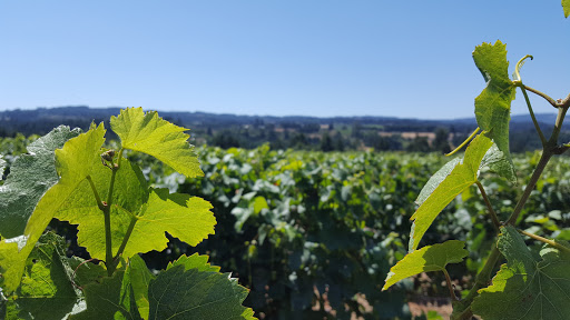 Vineyard «Ponzi Winery», reviews and photos, 19500 SW Mountain Home Rd, Sherwood, OR 97140, USA