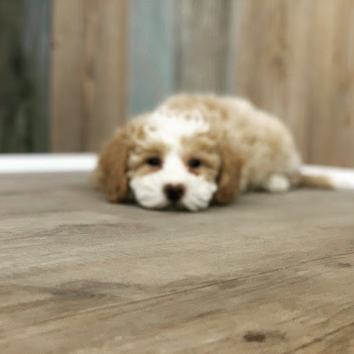 Dog Breeder «Playful Pets», reviews and photos, 115 Ridge Pike, Conshohocken, PA 19428, USA