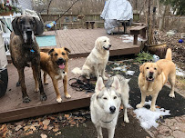 Fur Ball Society - Photo 1 - Car repair in Ypsilanti, MI, Ann Arbor