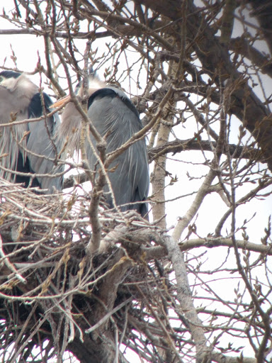 Park «Marshall Terrace Park», reviews and photos, 2740 Marshall St NE, Minneapolis, MN 55418, USA