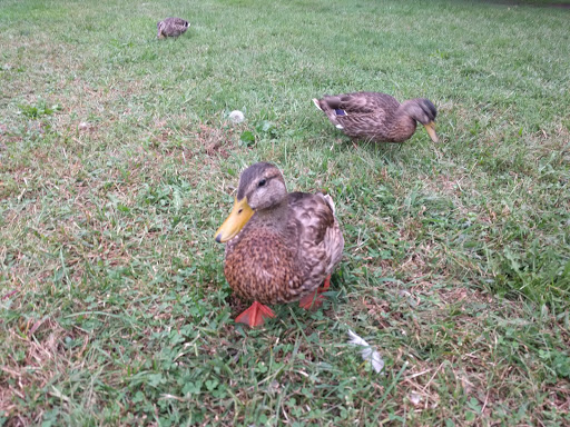 Park «Taylor Park», reviews and photos, 100 Main St, Millburn, NJ 07041, USA