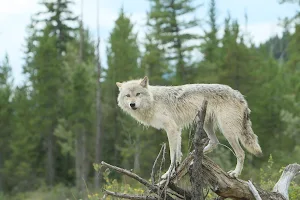 Northern Lights Wildlife Wolf Centre image