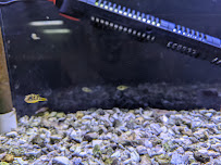 Wild Things Pet Shop - Photo 3 - Car repair in New York Mills, NY, Utica