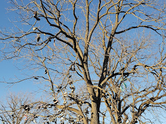 Albany Shoe Tree