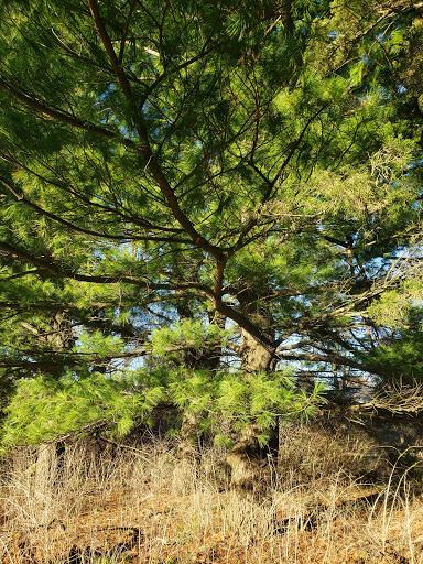 Nature Preserve «Rolling Knolls Forest Preserve», reviews and photos, 11N260 Rohrssen Rd, Elgin, IL 60120, USA