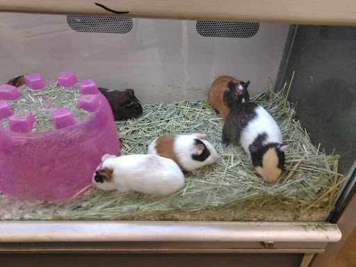 Pet Supply Store «Pet Supplies Plus», reviews and photos, 120 Sara Way, Belle Vernon, PA 15012, USA