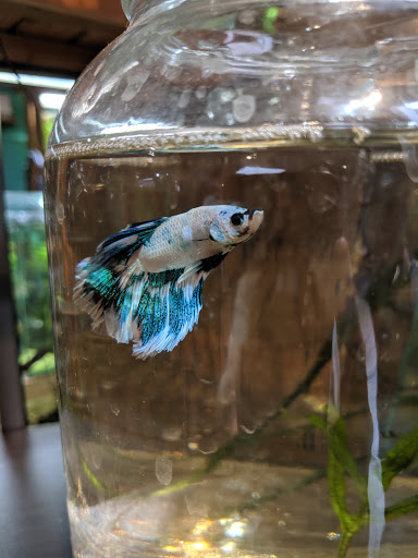 Tropical Fish Store «Aquarium Zen», reviews and photos, 920 NE 64th St, Seattle, WA 98115, USA