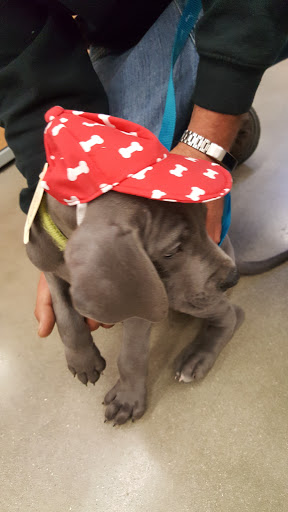 Pet Supply Store «Petco Animal Supplies», reviews and photos, 6720 Fox Centre Pkwy, Gloucester Courthouse, VA 23061, USA