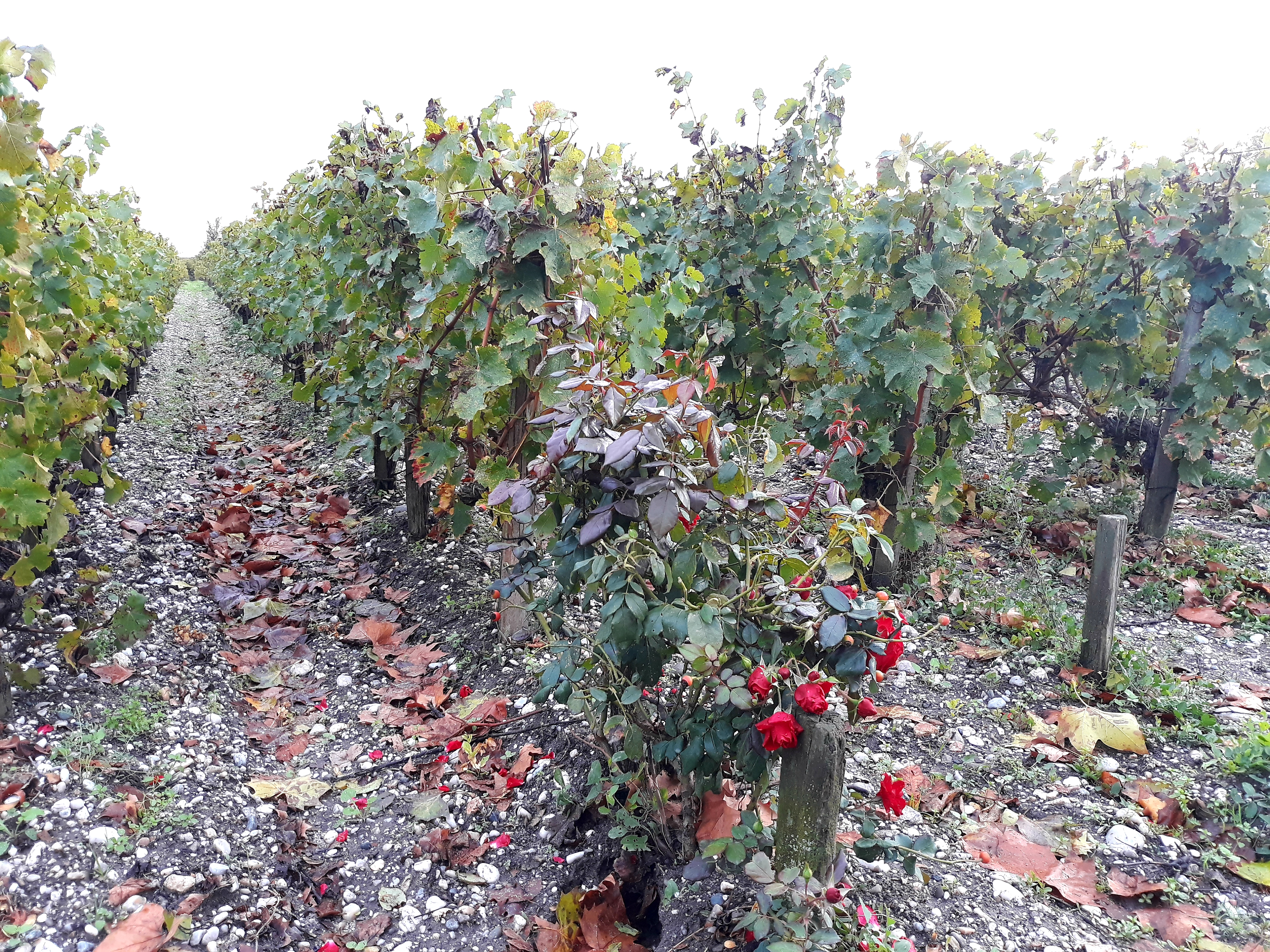 Photo n° 1 de l'avis de Francesc. fait le 28/10/2023 à 12:33