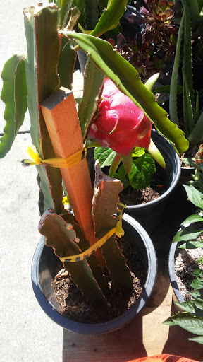 Asian Grocery Store «Vinh Phat Market», reviews and photos, 6105 Stockton Blvd, Sacramento, CA 95824, USA