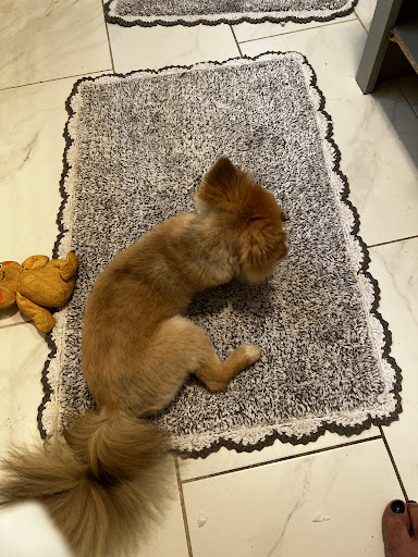 Pet Supply Store «PetSmart», reviews and photos, 2135 NJ-38 Ste B, Cherry Hill, NJ 08002, USA