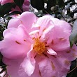 Dr. William Green Lee Camellia Garden