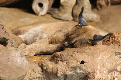 Zoo «Fragile Desert», reviews and photos, 3300 Golf Rd, Brookfield, IL 60513, USA