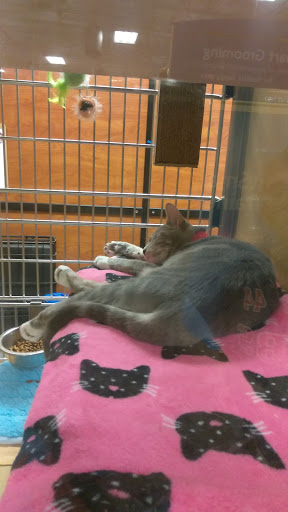 Pet Supply Store «PetSmart», reviews and photos, 300 N Congress Ave, Lake Park, FL 33403, USA