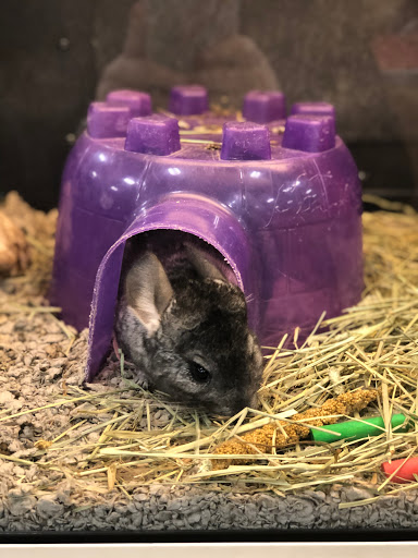 Pet Supply Store «PetSmart», reviews and photos, 45050 Northpointe Blvd, Utica, MI 48315, USA