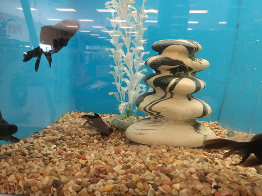 Pet Supply Store «PetSmart», reviews and photos, 10900 W Jefferson Blvd, Culver City, CA 90230, USA